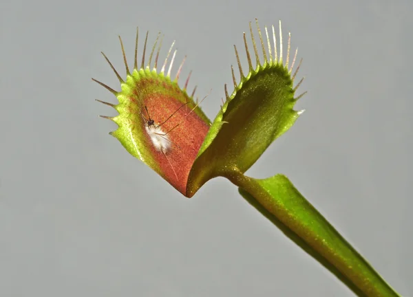 Venus mosca trampa —  Fotos de Stock