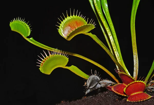 Venusfliegenfalle — Stockfoto