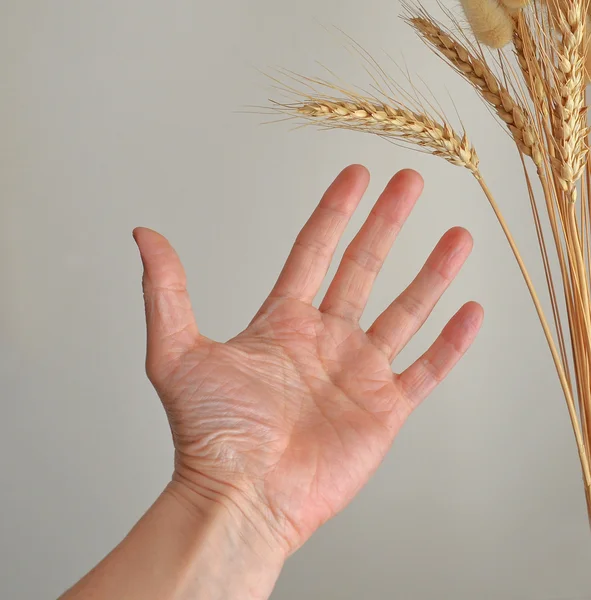 Hand outstretched to ear of corn