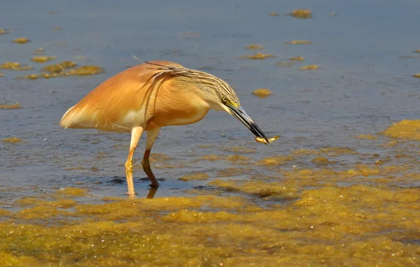 Chocholatý heron s kořistí — Stock fotografie