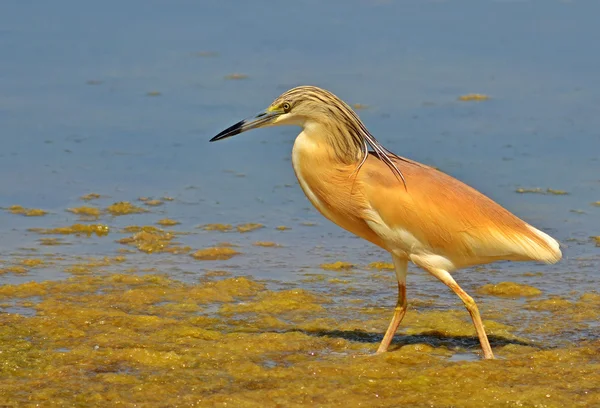 Crested heron walking — Stock Photo, Image