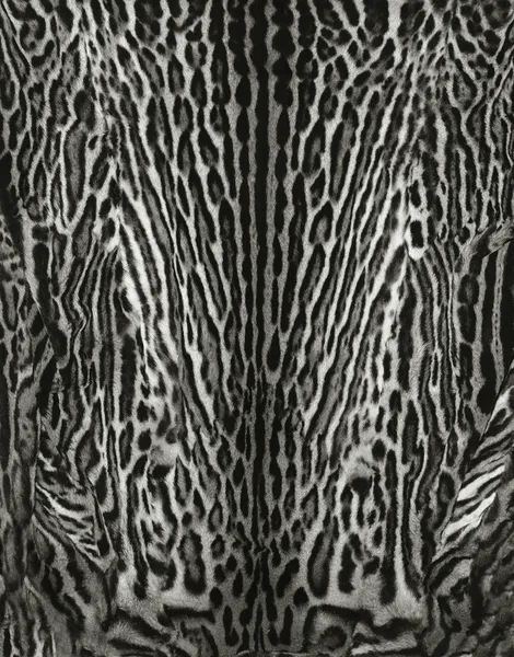 Real leopard skin details