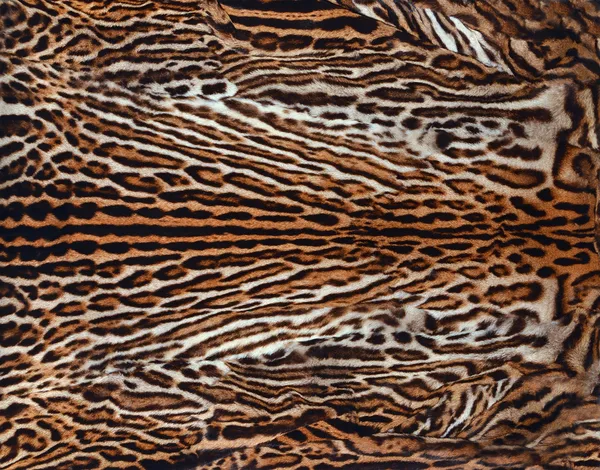 Real leopard skin Stock Picture