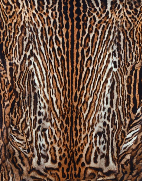 Beautiful leopard skin Stock Image
