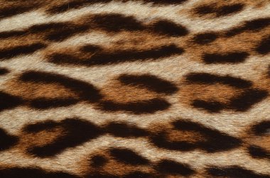 leopar kürk portre