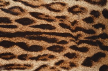 leopar kürk portre