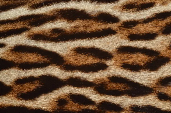 Fourrure de léopard gros plan — Photo