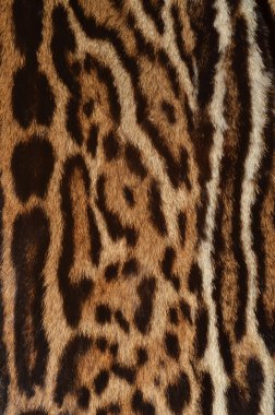 leopar kürk portre