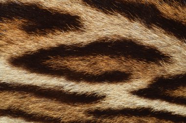 leopar doku portre
