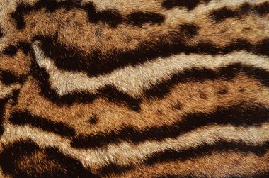 Ocelot fur stripes clipart
