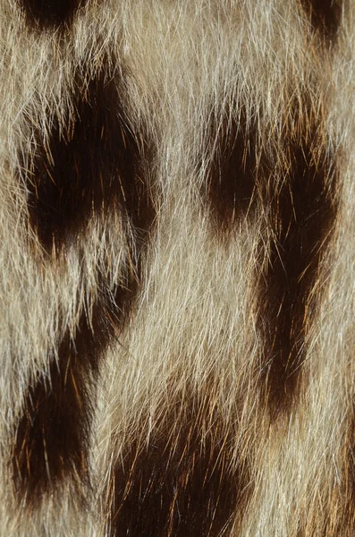 Leopar kürk portre — Stok fotoğraf