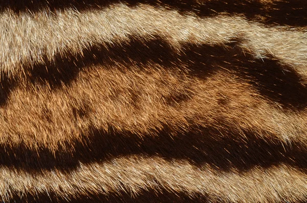 Ocelot fur stripes — Stock Photo, Image