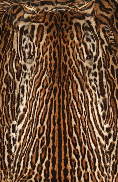 Real fur of leopard — Stock Photo, Image