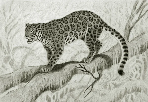 Jaguar orman ağaç üzerinde