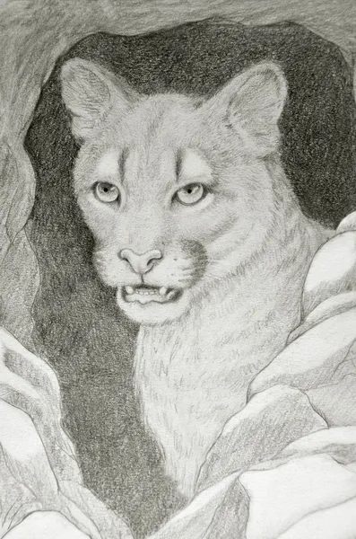 Portret Puma — Zdjęcie stockowe