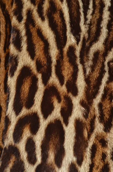 Ocelot fur background — Stock Photo, Image