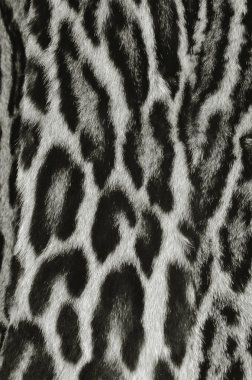 leopar kürk portre