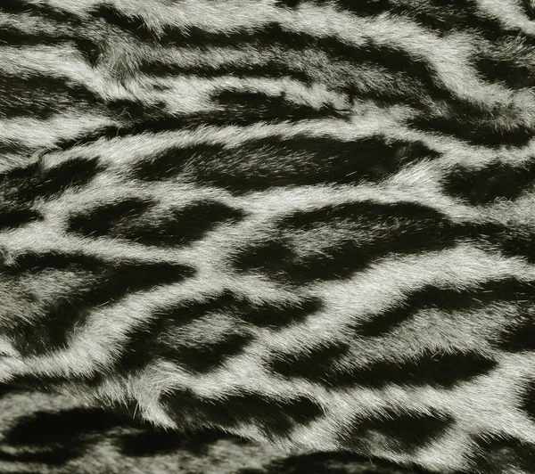 Leopardí kožešiny textura — Stock fotografie