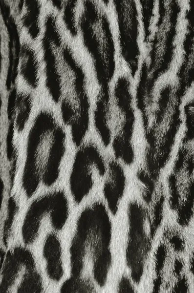 Leopard γούνα closeup Royalty Free Εικόνες Αρχείου