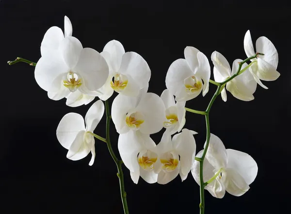 Background of white orchids — Stock Photo, Image