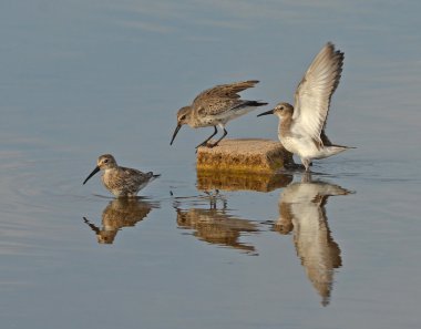 Sandpipers in the lake clipart