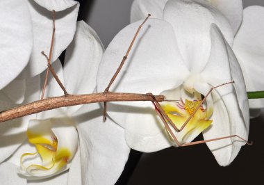 Orkide üzerinde böcek sopa