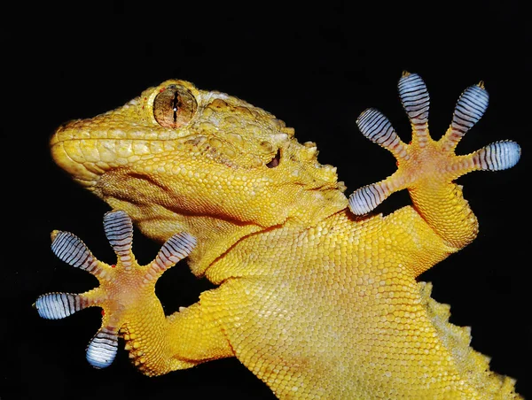 Retrato de Gecko — Fotografia de Stock