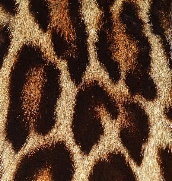 Pele de leopardo fundo — Fotografia de Stock