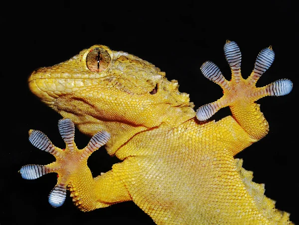 Gecko porträtt Stockbild