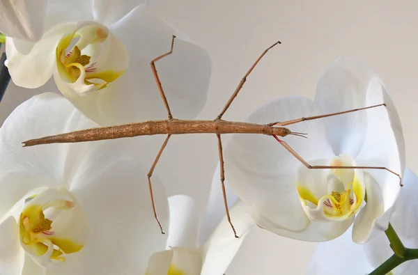 Pinnen insekt på orkidéer Stockbild