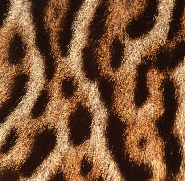 Λεοπάρδαλη δέρματος φόντο Φωτογραφία Αρχείου