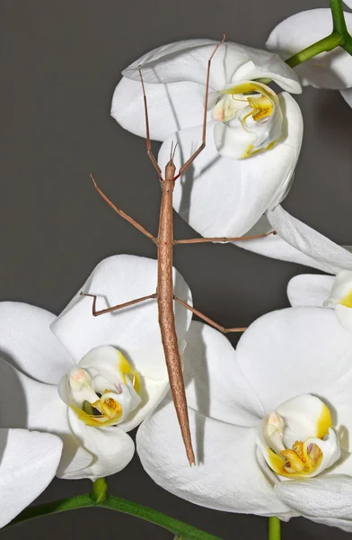 Stick insect over orchideeën — Stockfoto