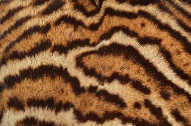 leopar kürkü doku
