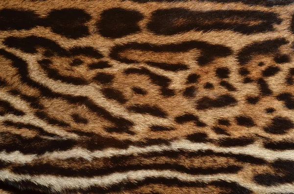 オセロット毛皮背景 — ストック写真