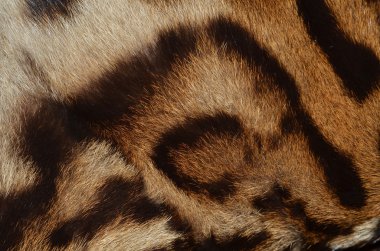 leopar kürk portre