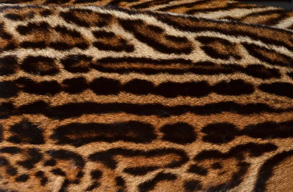 Textura de pele de ocelot — Fotografia de Stock