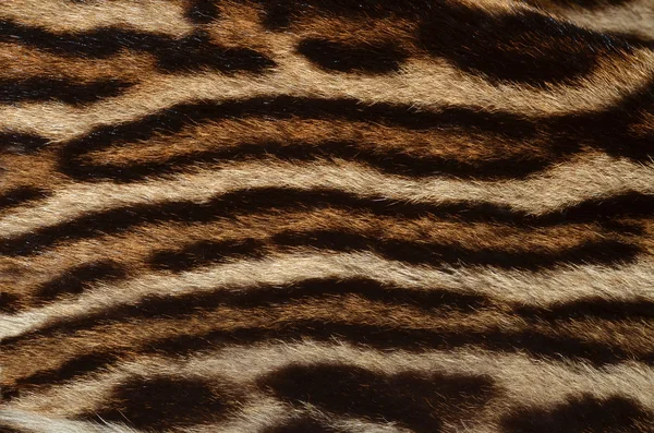 Ocelot fur texture — Stock Photo, Image