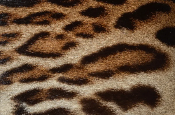 Leopard fur texture — Stock Photo, Image