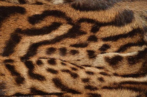 Leopard fur texture — Stock Photo, Image