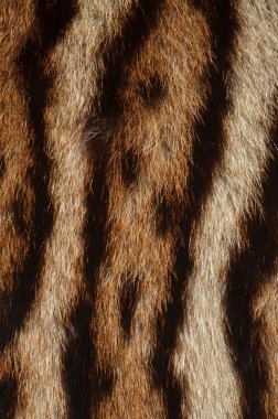 leopar kürk detayları