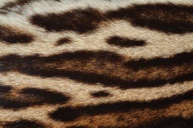 leopar kürkü desen
