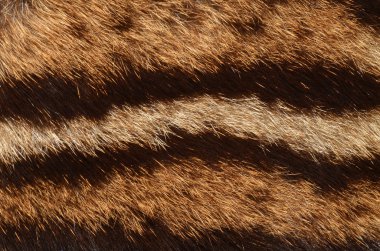 leopar kürkü desen