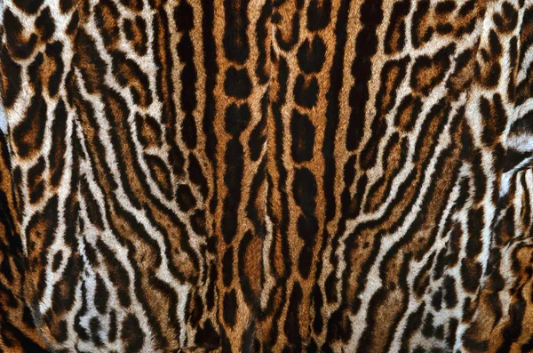 Ocelot fur background — Stock Photo, Image