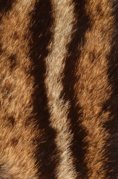 Ocelot fur detail — Stock Photo, Image