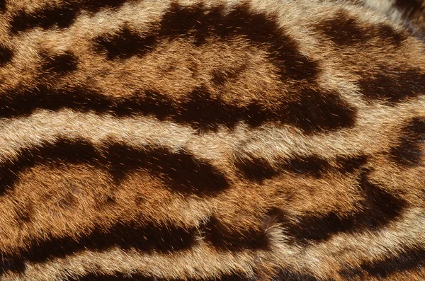 山猫皮毛细节 — 图库照片