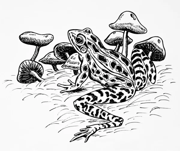 Żaba i grzyby — Zdjęcie stockowe