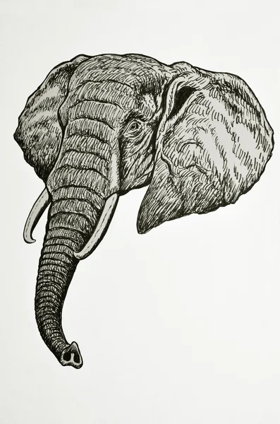 Retrato de cabeza de elefante — Foto de Stock