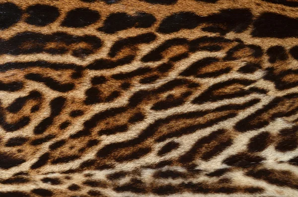 Λεοπάρδαλη δέρματος φόντο — Φωτογραφία Αρχείου