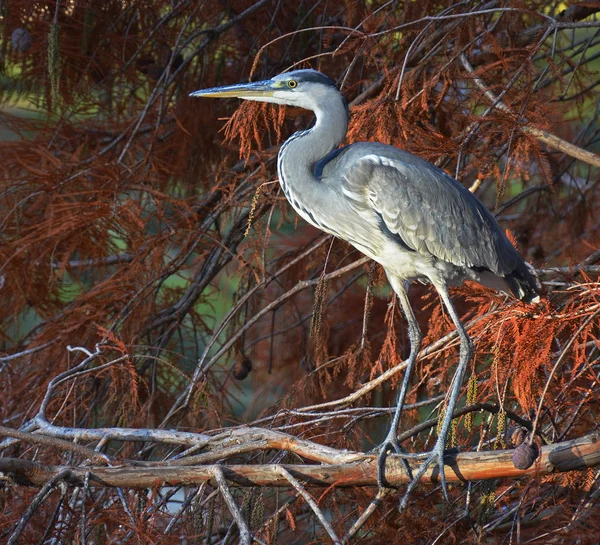 Blue heron portret — Stockfoto