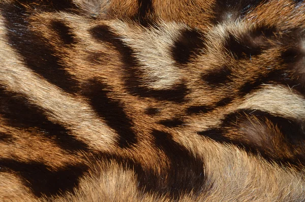 Ocelot skin background — Stock Photo, Image